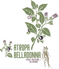 Deadly nightshade flowers in color vector silhouette. Medicinal Atropa belladonna plant. Set of Belladonna root flowers fruits in color image for pharmaceuticals. Medicinal herbs color drawing
