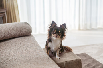 リビングのソファーの前に置かれたペット用のステップと犬のチワワ - obrazy, fototapety, plakaty