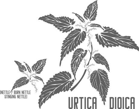Common nettle vector silhouette. Medicinal Urtica dioica plant outline. Set of Burn nettle, Stinging nettle in Line for pharmaceuticals. Contour drawing of medicinal herbs