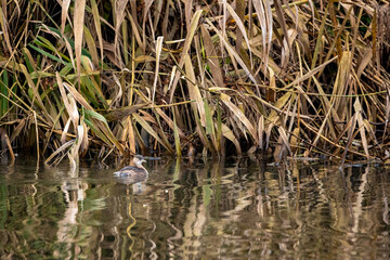 A little grebe in the wild