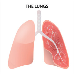 Anatomy of the Human Lung Illustration