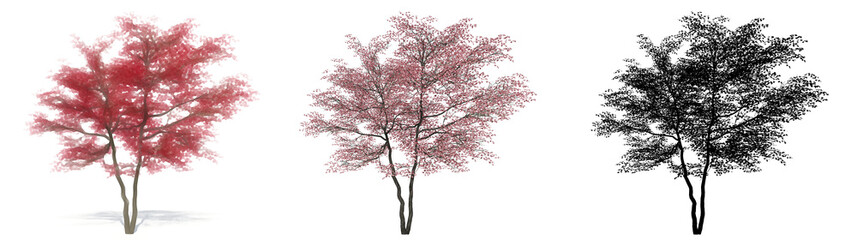 Set or collection of Flowering Dogwood trees, painted, natural and as a black silhouette on white background. Concept or conceptual 3d illustration for nature, ecology and conservation, strength