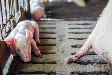 A week-old piglet cute newborn close your eyes and sleeping on the pig farm with other piglets,...