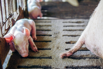 A week-old piglet cute newborn close your eyes and sleeping on the pig farm with other piglets, Close-up