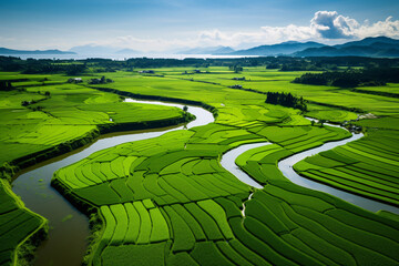 Fototapeta premium Lush Green Rice Fields Drone View. Serene Countryside Landscape Photography