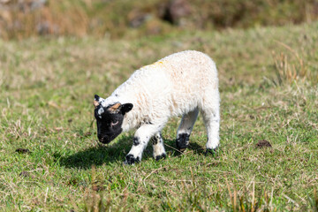 Scottish baby sheep on the pasture, Highlands, Scotland, Isle of Skye