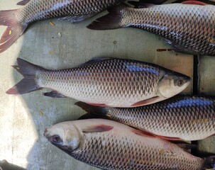 Rohu, (Labeo rohita) is a species of fish of the carp family, found in rivers in South Asia. It is...