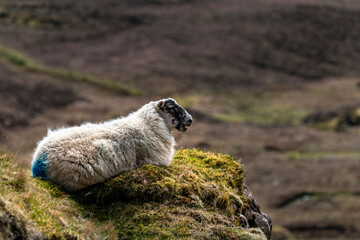Beautiful panorama view of Quiraing with sheep, Scotland, Isle of Skye