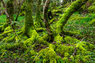 Amazing trees covered with moss,, view of Scottish landscape, Highlands, Scotland, Isle of Sky