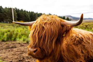 Scottish shaggy cow in a pasture, Highlands, Scotland, Isle of Skye - 677611407
