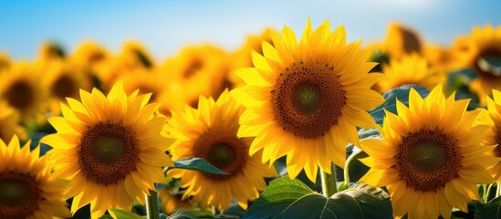 In the summer the vibrant green field was filled with sunflowers their yellow petals glowing under the warm sun brimming with seeds that would later be pressed into valuable oil