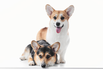 Pembroke Welsh Corgi portrait isolated on white studio background with copy space, family of two purebred dogs