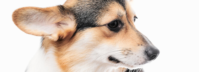 Pembroke Welsh Corgi portrait isolated on white studio background with copy space, purebred dog