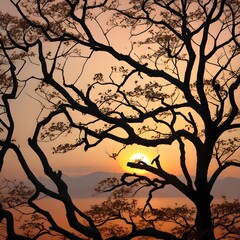 silhouette of tree in sunset