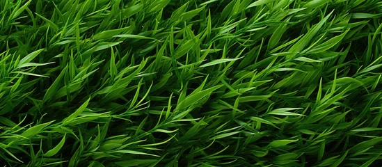 Fototapeten In the summer garden the vibrant green grass creates an abstract pattern resembling a beautiful texture against the colorful background of nature evoking the essence of a spring landscape it © TheWaterMeloonProjec
