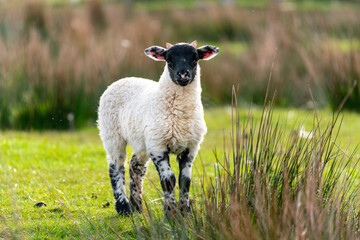 Scottish sheep with baby on the pasture, Highlands, Scotland, Isle of Skye - 677613678