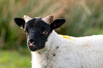 Scottish sheep with baby on the pasture, Highlands, Scotland, Isle of Skye - 677613835