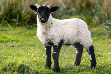 Scottish sheep with baby on the pasture, Highlands, Scotland, Isle of Skye - 677613893