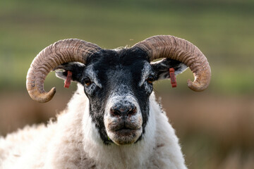 Scottish sheep with baby on the pasture, Highlands, Scotland, Isle of Skye - 677614018