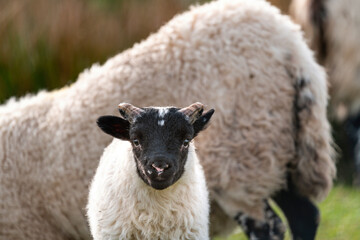 Scottish sheep with baby on the pasture, Highlands, Scotland, Isle of Skye - 677614066