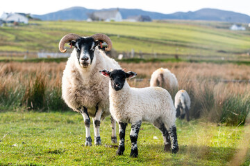 Scottish sheep with baby on the pasture, Highlands, Scotland, Isle of Skye - 677614219