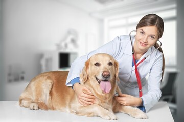 Vet doctor examining cute smart dog in clinic