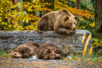 brown bear and cubs in the woods