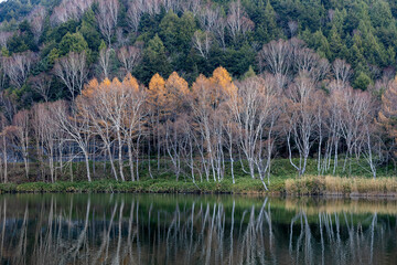 Fototapeta premium Late autumn scenery of Shiga Kogen Kido Pond.