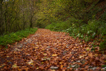 Road covered with fallen leaves in the forest