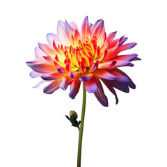 Fresh colourful cauiliflower isolated on transparent background