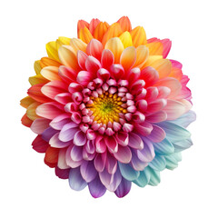 Fototapeta premium Fresh colourful cauiliflower isolated on transparent background