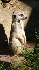 Erdmännchen