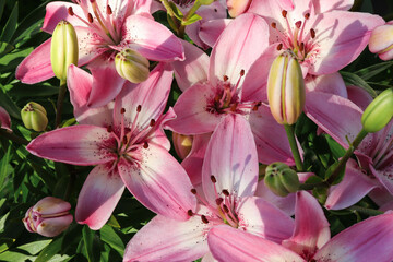 bush of pink garden lilies in the sunlight on a summer day