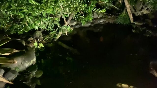 view of the koi fish pond in the front garden of the house at night