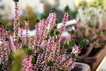 Closeup of pink heather plants blooming on the balcony in autumn