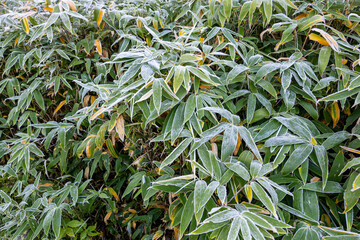 The sight of frost falling on the Kuma bamboo grass on the plateau in autumn.