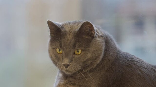 face of an adult gray domestic cat sitting on the windowsill near the window