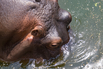 Hippopotamus in green lake water open muzzle. Hippo waiting food in zoo. Specie Hippopotamus amphibius family of Hippopotamidae. Animal in nature water habitat close up.