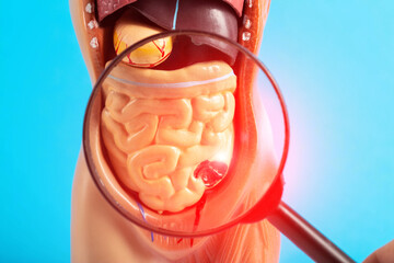 Mockup of a human with internal organs and red intestines under a magnifying glass on a blue...