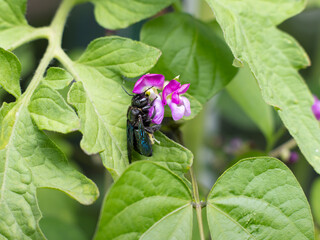 Violet carpenter bee (Xylocopa) on a purple blossom of a bean plant (Phaseolus). The wings are shimmering in blue color. The big insect was seen in a garden in Germany during July.