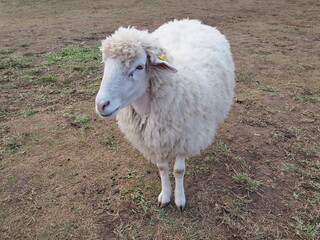 A white thick-haired Corriedale sheep stands on farm ground with little grass. A fat sheep walks alone looking for food. It quadruped that chews the cud and mammals.
