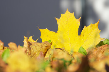 yellow maple leaf on the ground close-up