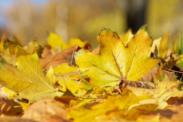 autumn maple leaf on the ground close-up