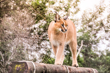 bobcat at a Wildlife Sanctuary in Plettenberg Bay South Africa