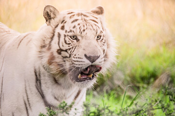 snow white tiger at the Jukani Wildlife Sanctuary in Plettenberg Bay South Africa
