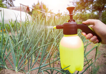 Spraying onions with ammonia from onion flies and pests. Copy space for text