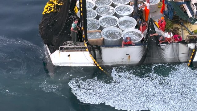 Aerial - Fishermen pulling the nets out of water and leaving other dead sardines in the sea due to overfishing