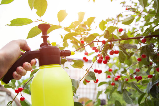 Spraying cherries with boric acid and a solution from parasites. Copy space for text