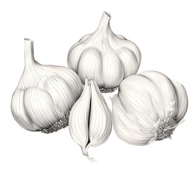 vintage hand drawing of garlic bulb and garlic cloves, PNG File, on a white background.