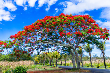 Exotic nature of tropical island Mauritius. Red flowers blooming tree Flamboyant - flame tree. - obrazy, fototapety, plakaty